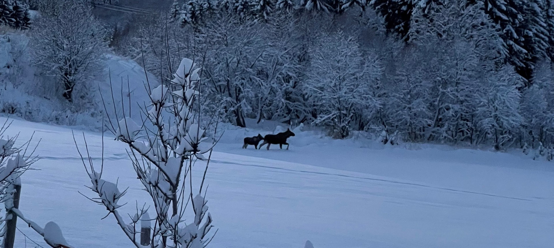 Dyreliv og natur fra bussvinduet!